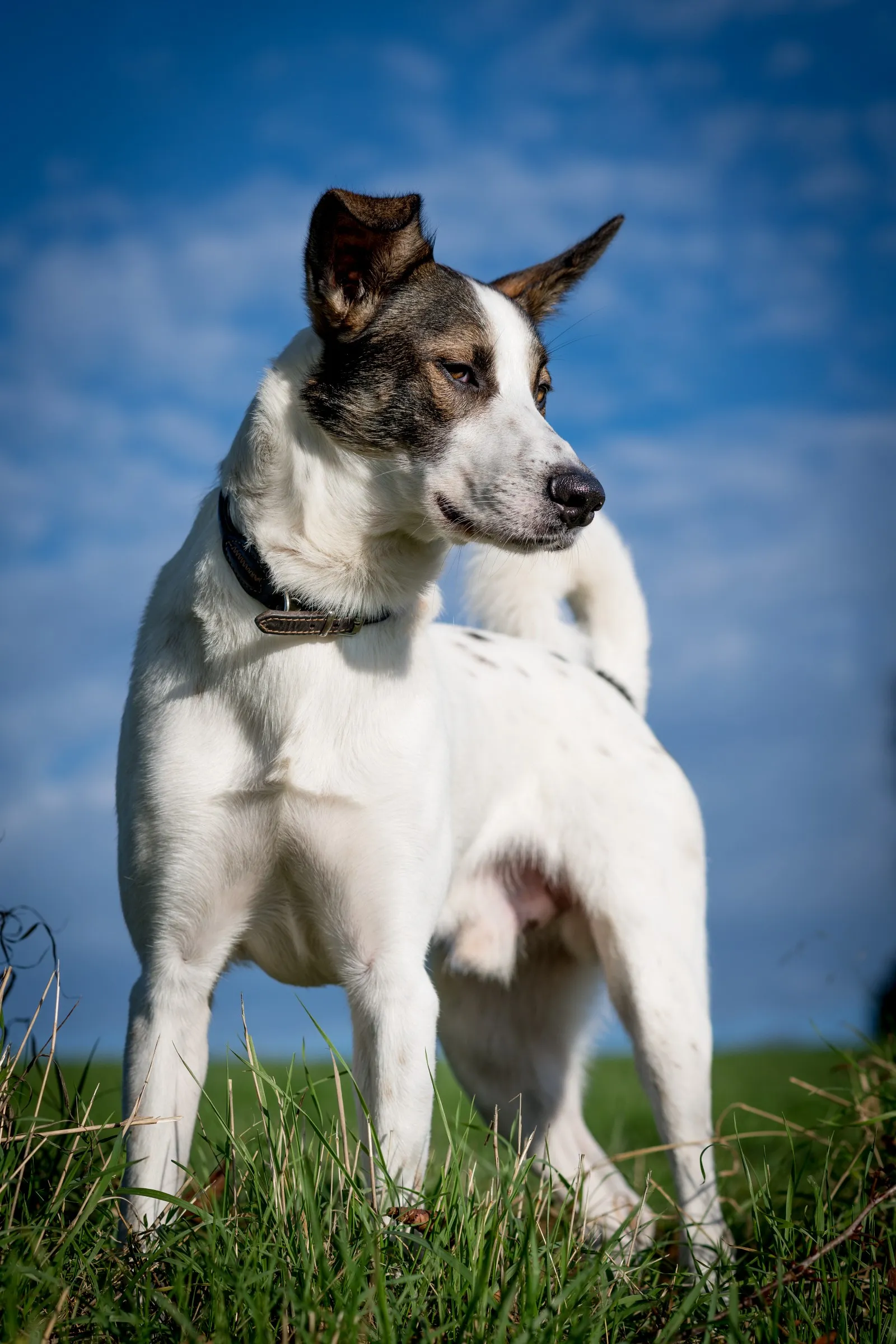 Hund aufmerksam in der Sonne, Hennef