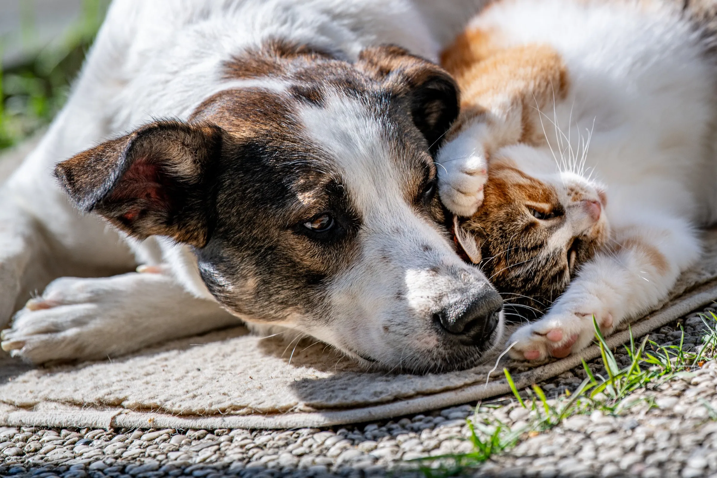 Hund und Katze